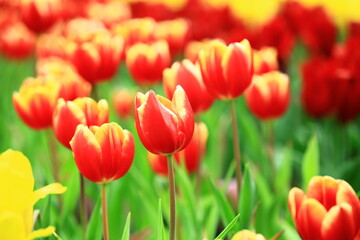 Obraz premium red with yellow Tulip flowers blooming in the garden with green leaves