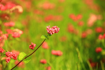 Obraz premium blooming flowers of Buckwheat,close-up of red Buckwheat flowers blooming on the field at sunny day 