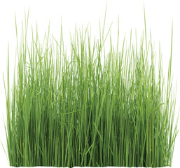 Naklejka premium Green spring grass tuft with long thin blades isolated on white background for nature landscape architecture and botanical garden design