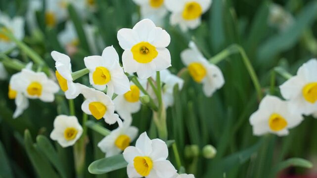 daffodils or narcissus blooming for chinese new year