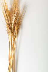 Naklejka premium Dried wheat stalks are arranged against a plain white background in a simple display