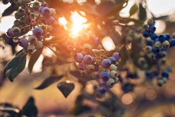 Fresh blueberries ready for seasonal picking on a farm. © astrosystem