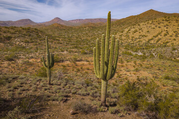 Saguaro Cactus forest in Sonora Deseret, Arizona