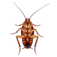 A detailed image of a brown cockroach with antennae and six legs against a white background. isolated on transparent background