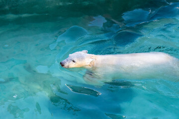 Funny polar bear. Polar bear sitting in a funny pose. white bear