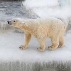 Funny polar bear. Polar bear sitting in a funny pose. white bear