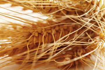 Naklejka premium Wheat stalks with golden grains close to harvest in a farm field during summer