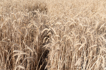 spikelets of ripe wheat. The concept of a rich harvest.  agricultural field. close-up, selective focus