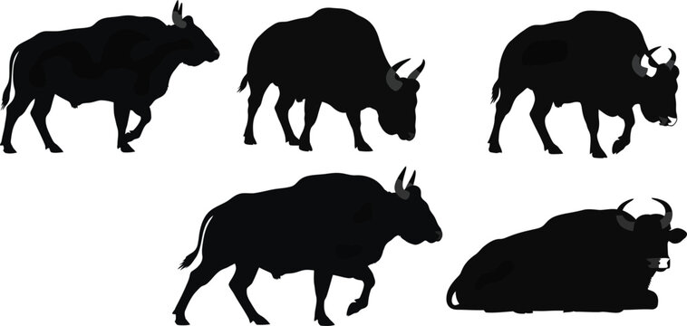 Set de siluetas de Gaur bisonte indio 5 poses ilustraci�n vectorial