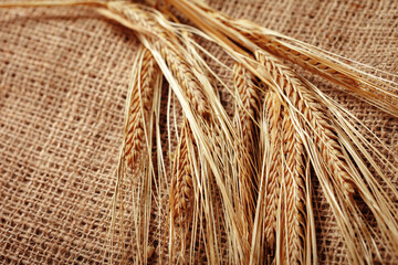 Naklejka premium Wheat stalks arranged on a burlap fabric showing texture and nature's harvest