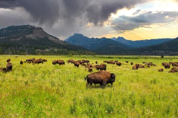 Fototapeten Bison Wild bison in Yellowstone Park in the USA  © Brad Pict