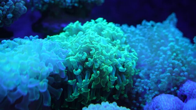 feeler of actinia or sea anemone in sea with coral Reef in Sunlightmarine aquarium.
