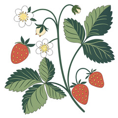 A green stem with leaves and strawberries and white flowers © mia