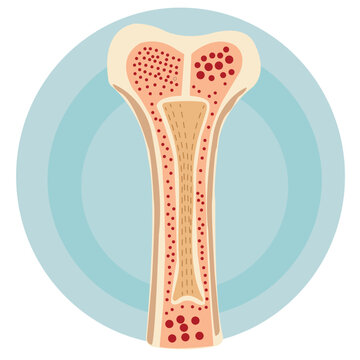 Femur cross Section and bone marrow