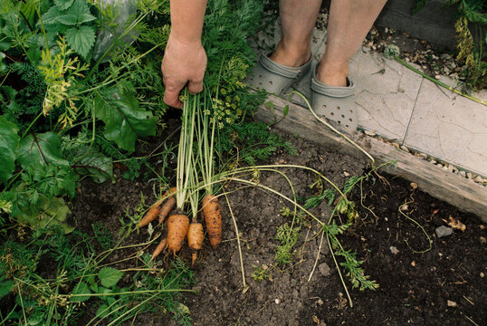 Person harvesting fresh carrots from garden soil