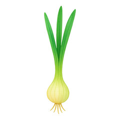 Lamas personalizadas para cocina con tu foto PNG Vibrant green onion illustration.