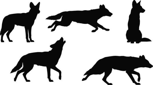 Siluetas vectoriales de Dhole perro salvaje asi�tico 6 poses hoja �nica fondo blanco