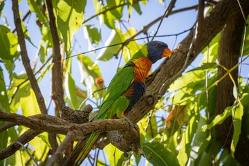 Colorful Rainbow Lorikeet Perched in Tree