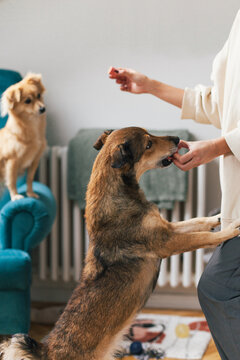 Two dogs are getting treats from an anonymous female person