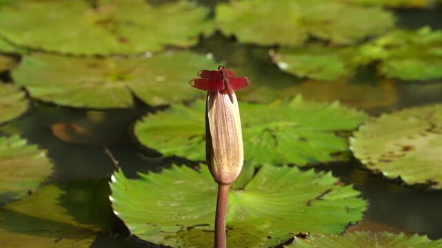 Red dragonfly on Lotus in pond