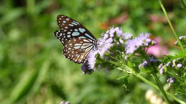 Close-up butterfly on flower in garden