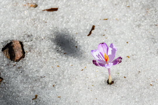 Crocus dans la neige