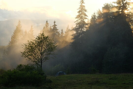 The rays of the morning sun shine through the treetops onto the tourist tents.