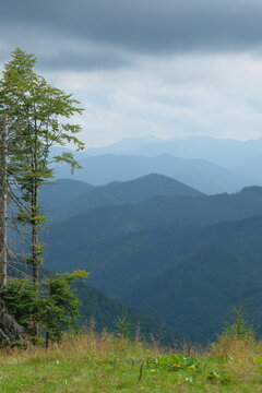 One tall pine tree against the backdrop of distant mountains.