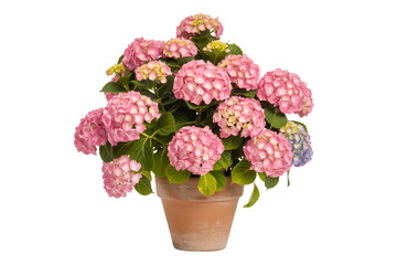 Obraz premium Pink Hydrangea Bush in Clay Pot Isolated on Transparent Background PNG