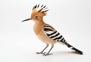 Common Hoopoe, side view, with black and white striped wings and spectacular fan-like crest, white background