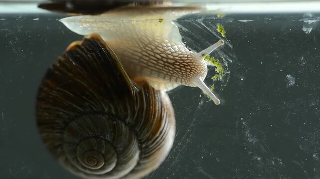 Close Up of Snail Eating Green Algae in an Aquarium