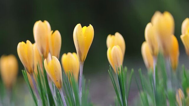 many crocuses, early bloomers, yellow crocus petals flutter gently in the wind, yellow flowers slightly open, crocuses with slightly open flowers in the wind