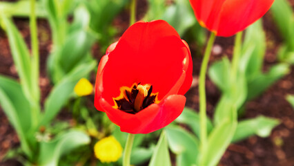 Fototapeta premium Red Darwin Hybrid tulip Apeldoorn bloom close up