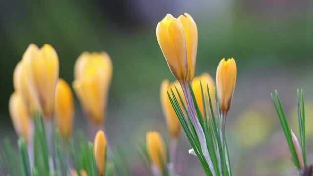 Yellow crocus petals flutter gently in the wind, yellow flowers slightly open, crocuses with slightly open flowers in the wind, many crocuses, early bloomers, harbingers of spring