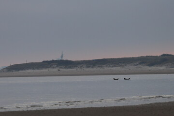 common seal © Thomas