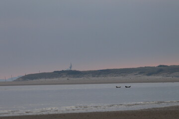 common seal © Thomas
