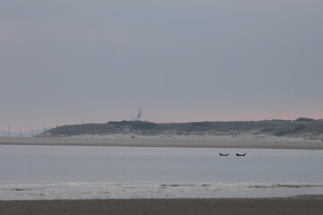 common seal © Thomas