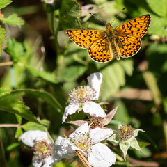 Obraz premium A Small Pearl-boardered Fritillary Butterfly