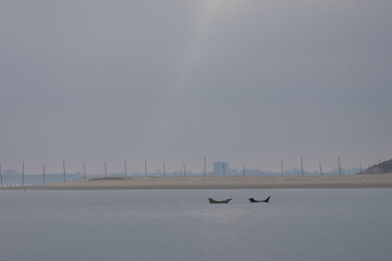 common seal © Thomas