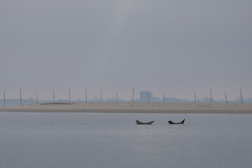 common seal © Thomas
