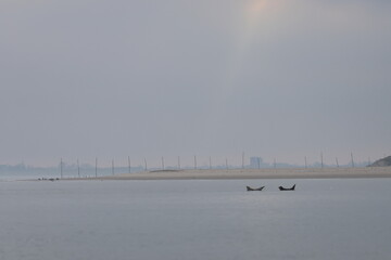 common seal © Thomas