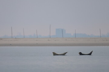common seal © Thomas