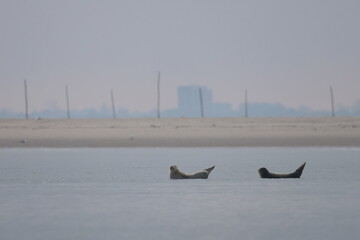 common seal © Thomas