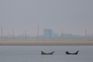 common seal © Thomas