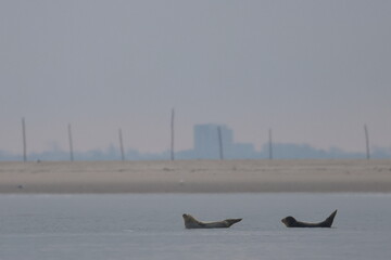common seal © Thomas