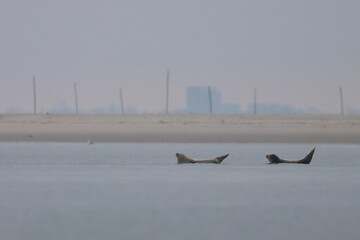 common seal © Thomas