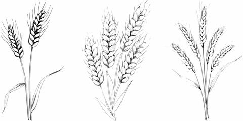 Detailed illustration of wheat stalks and grain heads in black and white © John Lee