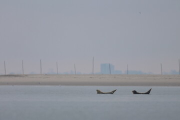 common seal © Thomas
