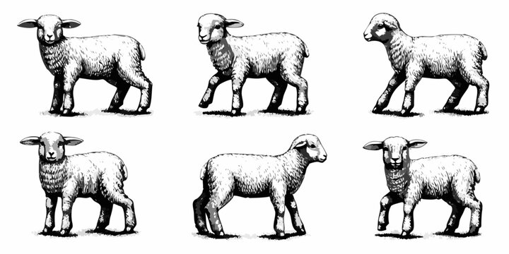 A collection of six vintage style illustrations depicting fluffy lambs