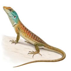 Fototapeta premium Scientific illustration of a colorful lizard with a blue head and long tail